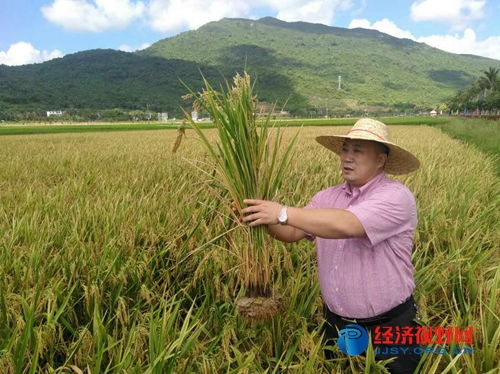 三亞水稻覆膜種植試驗(yàn)田測產(chǎn)創(chuàng)海南單產(chǎn)歷史最高紀(jì)錄 有機(jī)稻谷種植研發(fā)