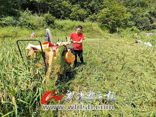 稻漁喜豐收 有機(jī)稻谷研發(fā)樂壞新農(nóng)民