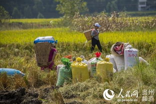 貴州務(wù)川 有機(jī)稻谷種植研發(fā)助力水稻豐收忙