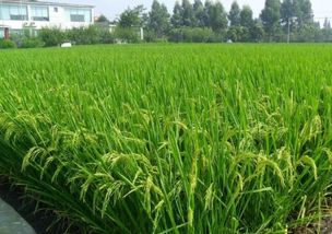 南方稻米流向之謎 有機稻谷研發(fā)與市場細分下的南北格局