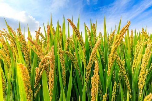 解鎖高產(chǎn)潛力 探秘有機稻谷種植的研發(fā)與高產(chǎn)水稻品種