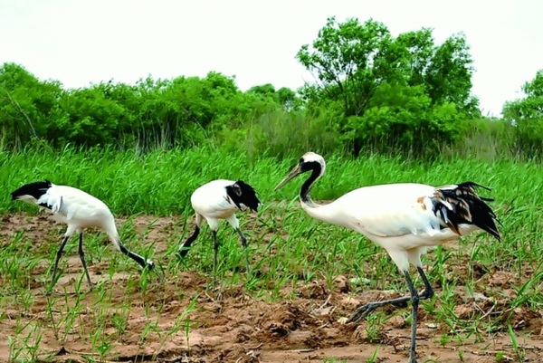 從“海水稻”到有機稻谷 袁隆平新目標下的中國糧食安全新篇章