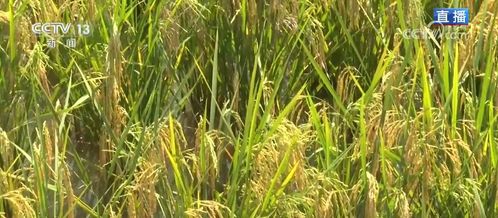 新模式打造新“稻”路，有機(jī)研發(fā)繪就田野好“豐”景