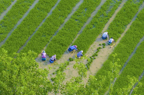 江蘇泗洪 種植大戶搶抓農(nóng)時栽水稻，科技助力有機(jī)稻谷種植研發(fā)