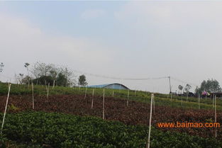 來賓園林綠化工程 南寧提供可信賴的廣西園林綠化工程,來賓園林綠化工程 南寧提供可信賴的廣西園林綠化工程生產(chǎn)廠家,來賓園林綠化工程 南寧提供可信賴的廣西園林綠化工程價格