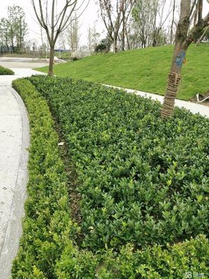 成都市政道路綠化,小區砍樹、修樹、除草、移栽樹