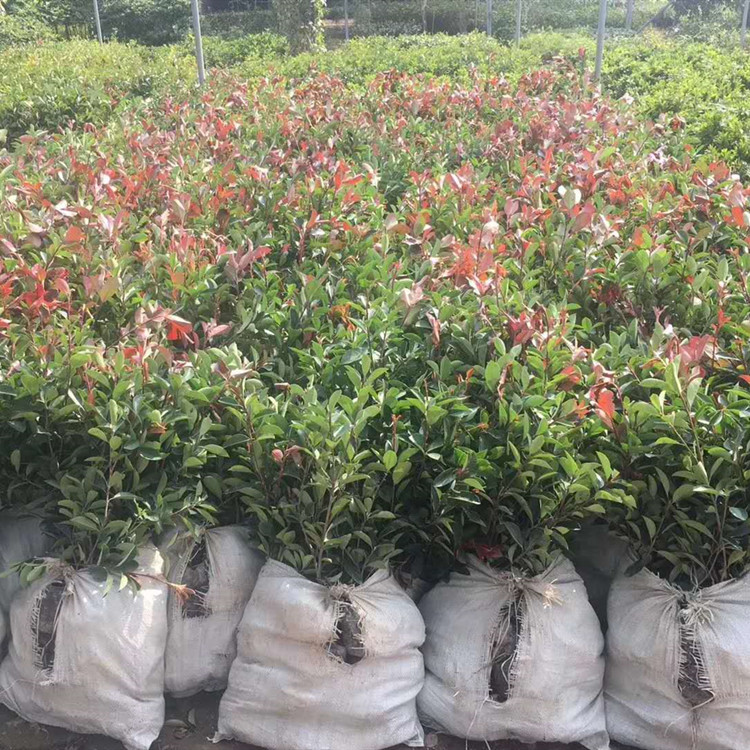 武漢裕康園林 石楠樹苗 紅葉石楠樹苗木工地小區籬笆綠化100盆