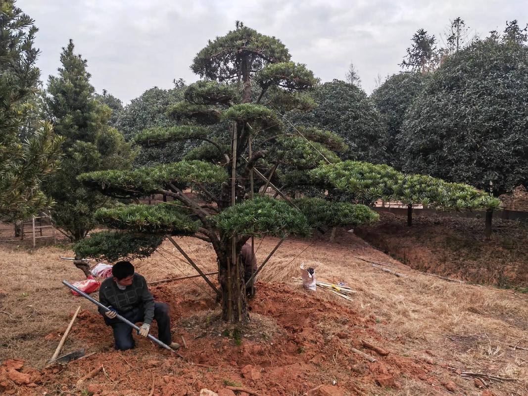 樂(lè)安縣古樟灣四季花海 園林綠化與體育設(shè)施一體化建設(shè)施工現(xiàn)場(chǎng)紀(jì)實(shí)