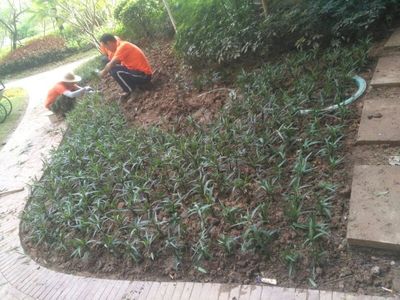 匠心鑄綠 園林綠化工程中的重復(fù)之美